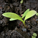 "Ärduliäb" - Walliser Gemüse & Früchte